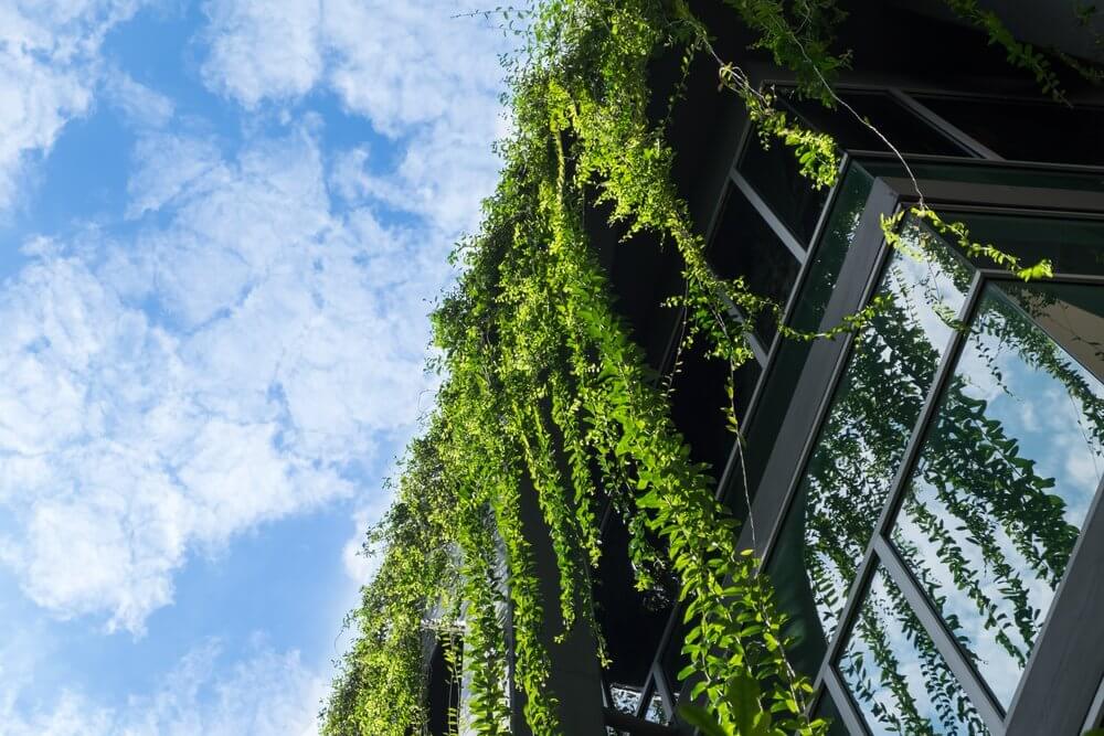 Green vines hanging from a building facade with glass windows, set against a bright blue sky.