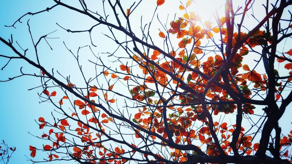Branches with orange leaves against a bright blue sky and sunlight filtering through.